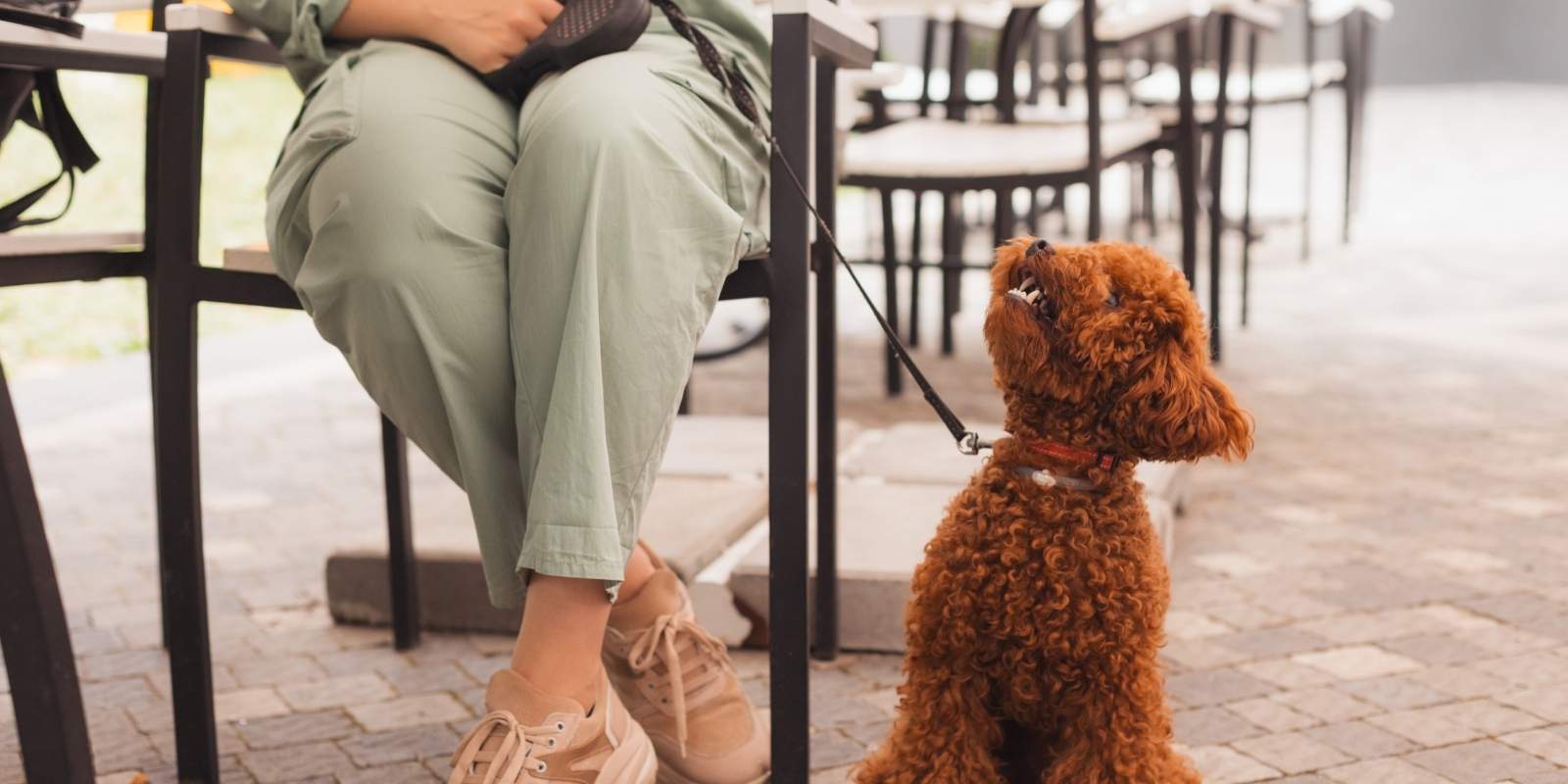 Punta Cana Pet Friendly: El Mercado que Nadie está Atendiendo